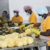 agrotransformation au Togo